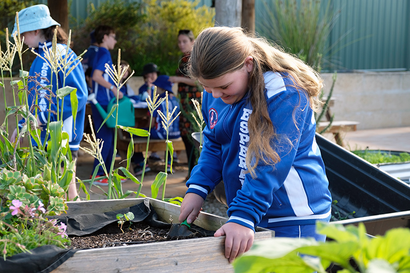 Esperance Primary School Energisers Vege Garden 2